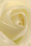 Drawn close to the core of this cream-white rose, you find yourself surrounded by unfurling petals that evoke the first light glancing over St Luke's rooftops. Each petal appears soft and weightless, inviting you to imagine the cool touch of morning dew upon its surface. There is a serene, luminous quality to the image-the kind of quiet majesty experienced in the heart of St Luke's community gardens at dawn. Delicate shadows gently pool between the ivory folds, creating subtle drama and drawing attention to the skilled, precise arrangement that marks the work of an experienced local florist. The mood is reflective, calm, and filled with a sense of renewal or simple admiration. This rose stands as a token of genuine reverence, an apt choice for conveying sympathy or celebrating life's significant moments. In the quiet hush of its presence, you might imagine a faint, lingering fragrance-sweet, pure, and timeless-a sensory reminder that behind every beautiful bloom in St Luke's lies an artist's heart and a neighbour's care.